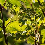 Holmegaard Vin Og Glamping 럭셔리텐트 Dannemare