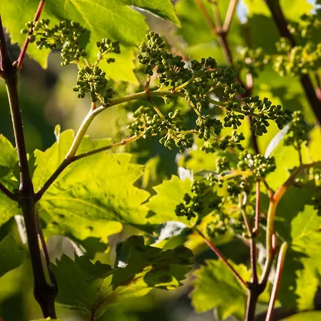 Holmegaard Vin Og Glamping خيمة فخمة Dannemare